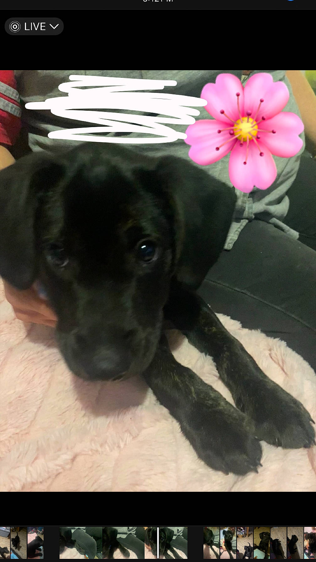 Kane is registered to the contest to win money with this photo: blossom, borador, canidae, carnivore, companion_dog, dog, dog_breed, dog_collar, fawn, flower, fur, liver, paw, pet_supply, petal, plant, puppy, snout, sporting_group, working_animal