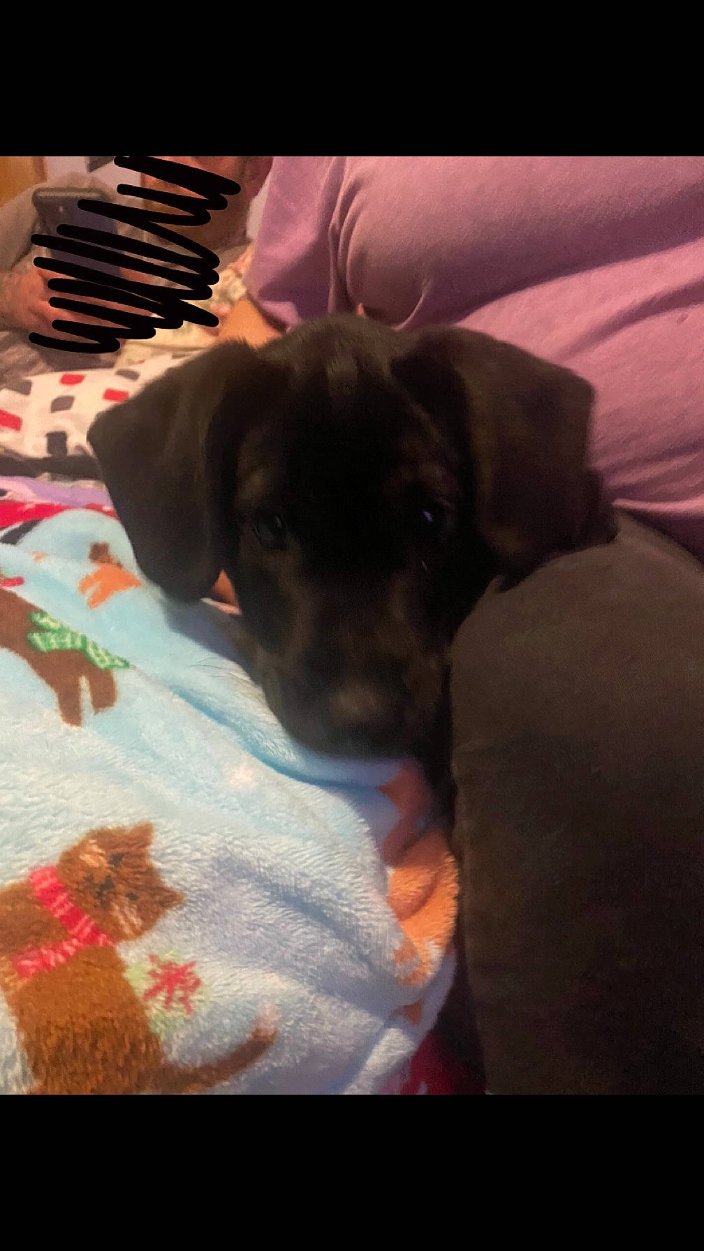 Kane joined the competition — help win amazing prizes! canidae, carnivore, comfort, companion_dog, dog, dog_breed, ear, fawn, fur, guard_dog, linens, magenta, paw, room, snout, sporting_group, tints_and_shades, toy_dog, whiskers, working_animal