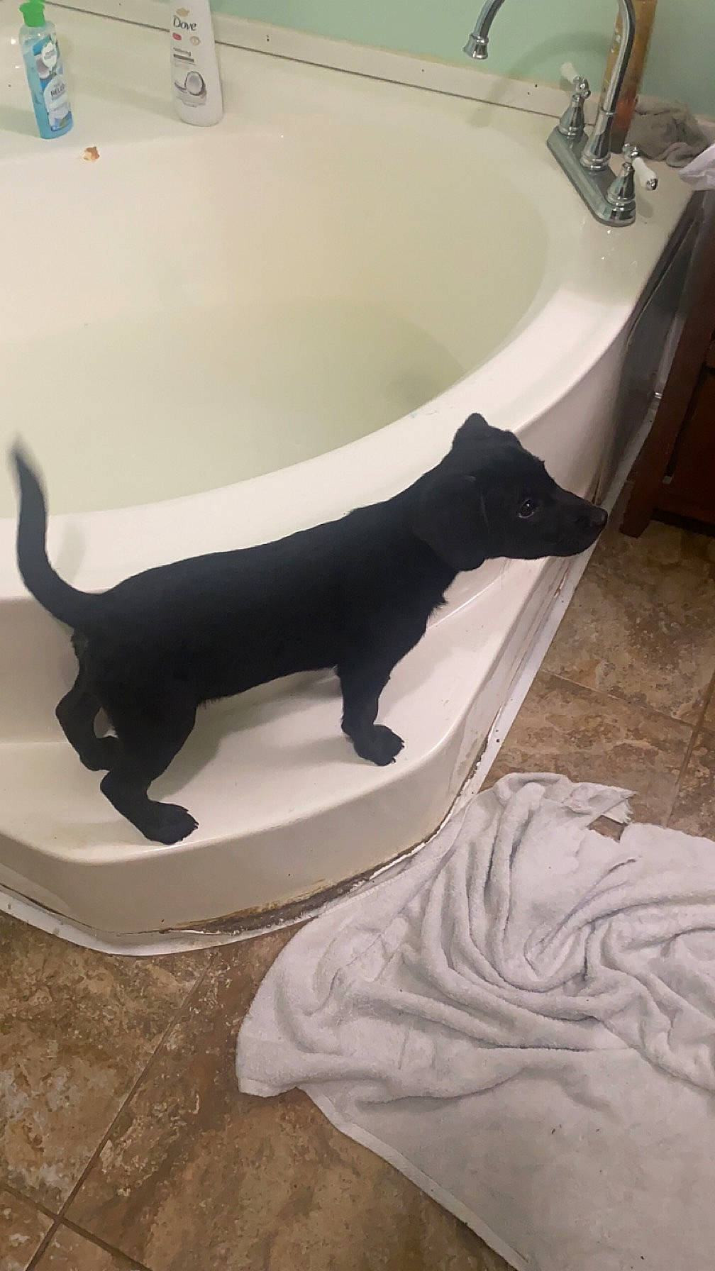 Kane joined the competition — help win amazing prizes! art, bathroom, bathtub, carnivore, cat, comfort, dog_breed, felidae, floor, flooring, hardwood, linens, plumbing, plumbing_fixture, small_to_medium_sized_cats, tail, tap, terrestrial_animal, tints_and_shades, wood