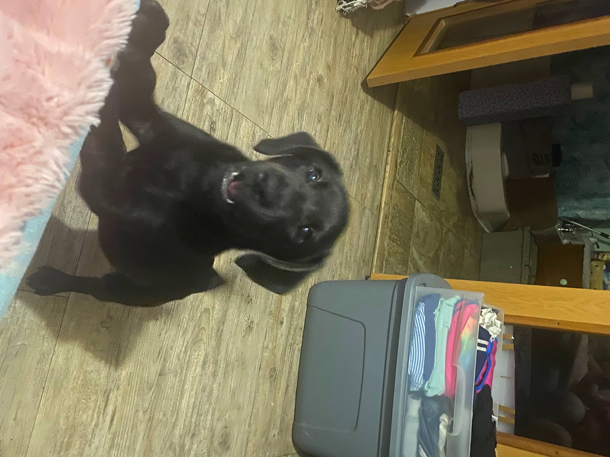 Kane joined the competition — help win amazing prizes! bag, baggage, borador, comfort, companion_dog, dog, dog_breed, dog_collar, fawn, flooring, fur, guard_dog, hardwood, liver, luggage_and_bags, non_sporting_group, tail, trunk, wood, working_animal