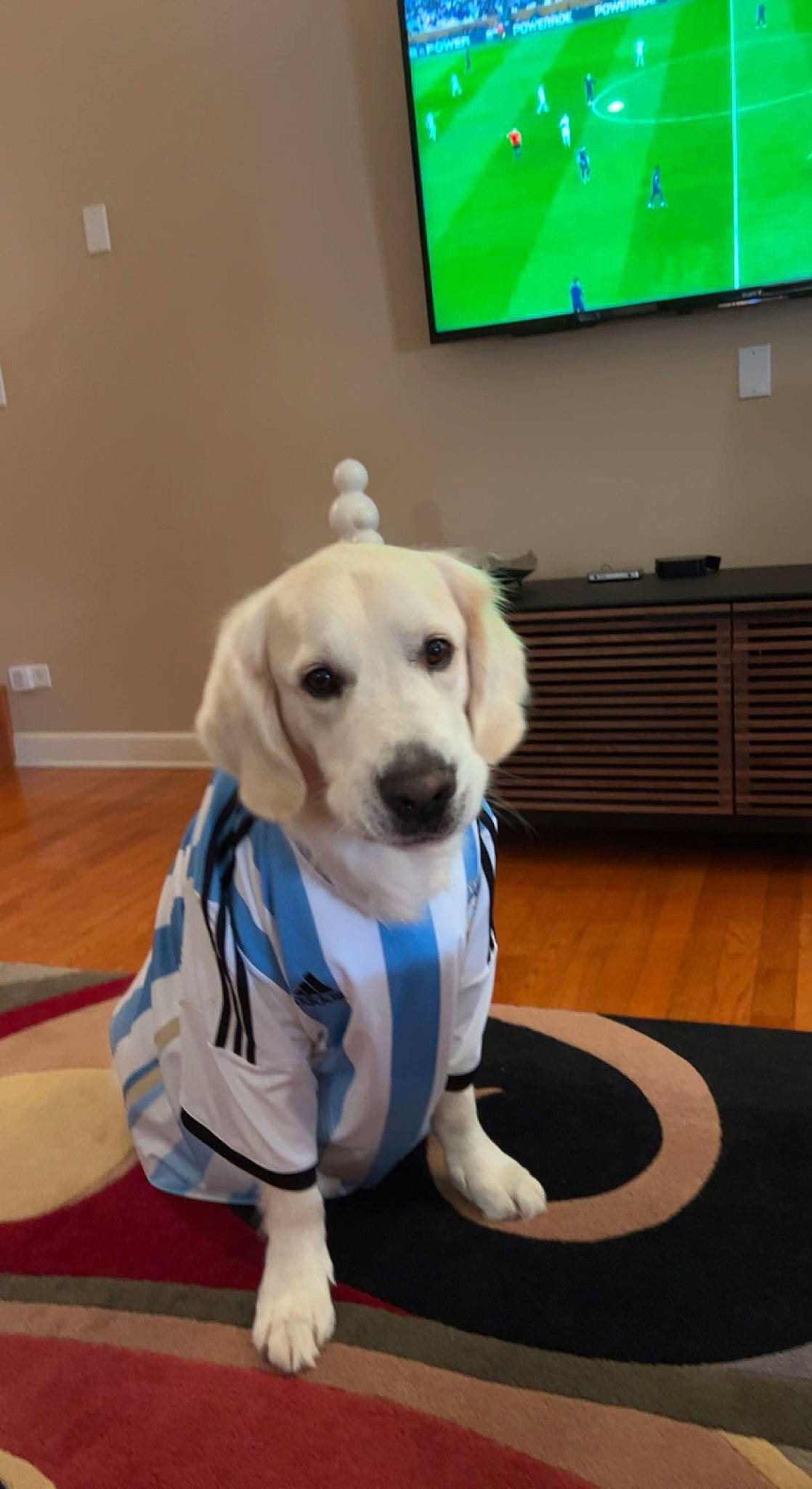 Astro joined the competition — help win amazing prizes! carnivore, collar, companion_dog, display_device, dog, dog_breed, dog_collar, dog_supply, fawn, floor, flooring, green, hardwood, leash, pet_supply, snout, tail, television, wood, working_animal