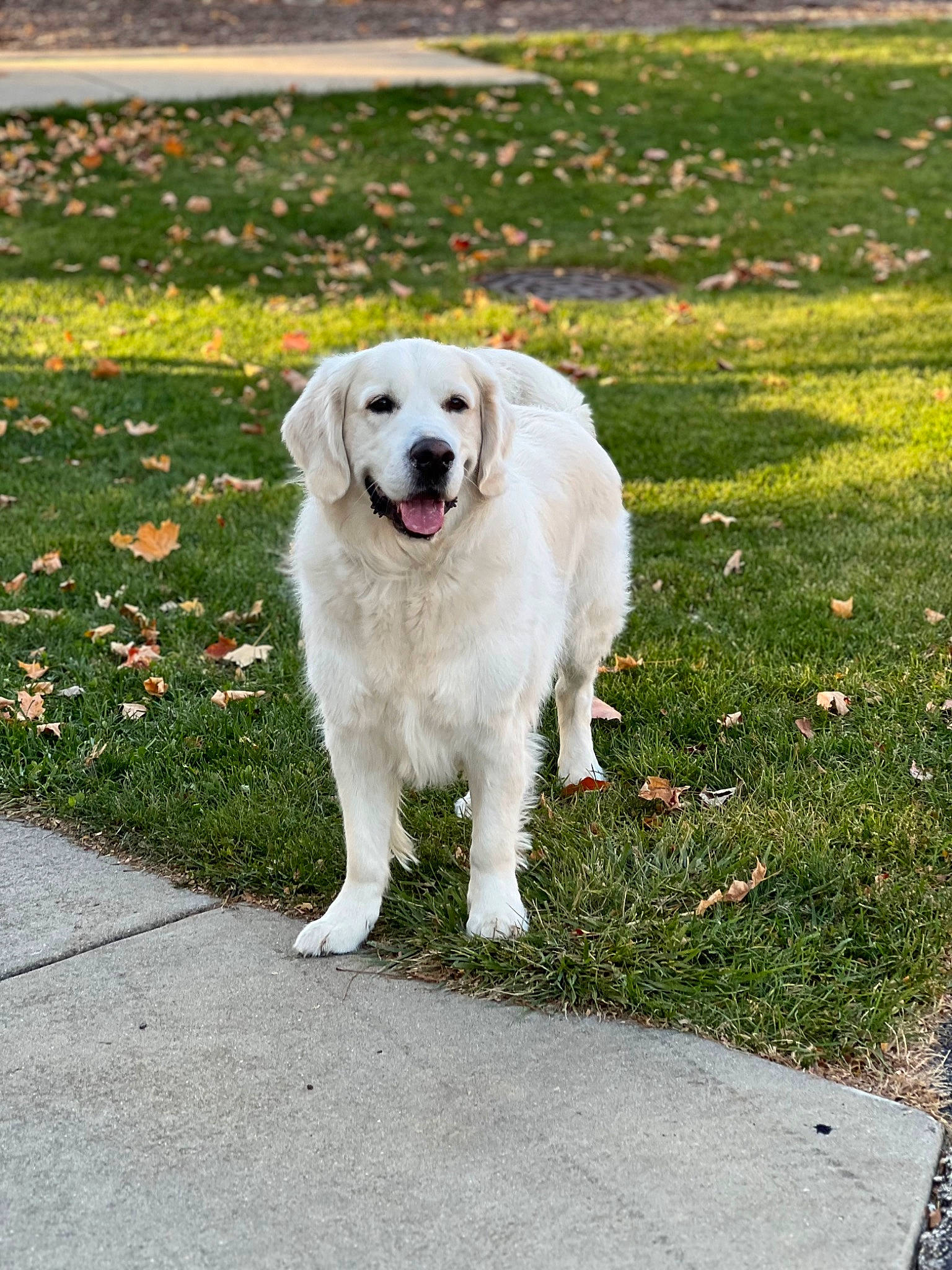 Astro joined the competition — help win amazing prizes! akbash_dog, canidae, carnivore, companion_dog, dog, dog_breed, grass, great_pyrenees, groundcover, kuvasz, livestock_guardian_dog, plant, polish_tatra_sheepdog, road_surface, slovak_cuvac, sporting_group, working_animal, working_dog
