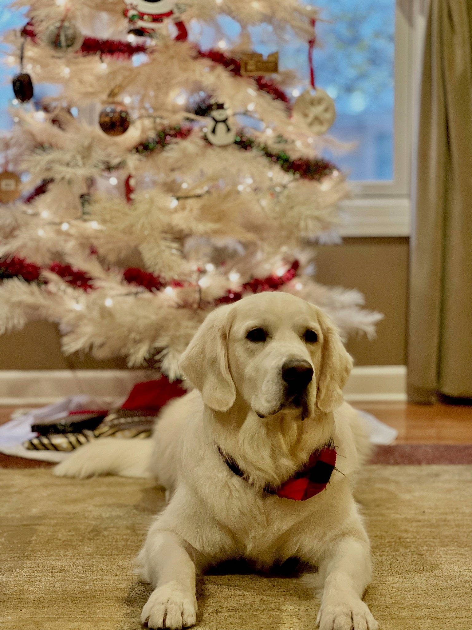 Astro joined the competition — help win amazing prizes! canidae, carnivore, christmas_tree, collar, companion_dog, curtain, dog, dog_breed, dog_collar, dog_supply, event, flooring, fur, holiday, natural_material, pet_supply, sporting_group, window, wood, working_animal