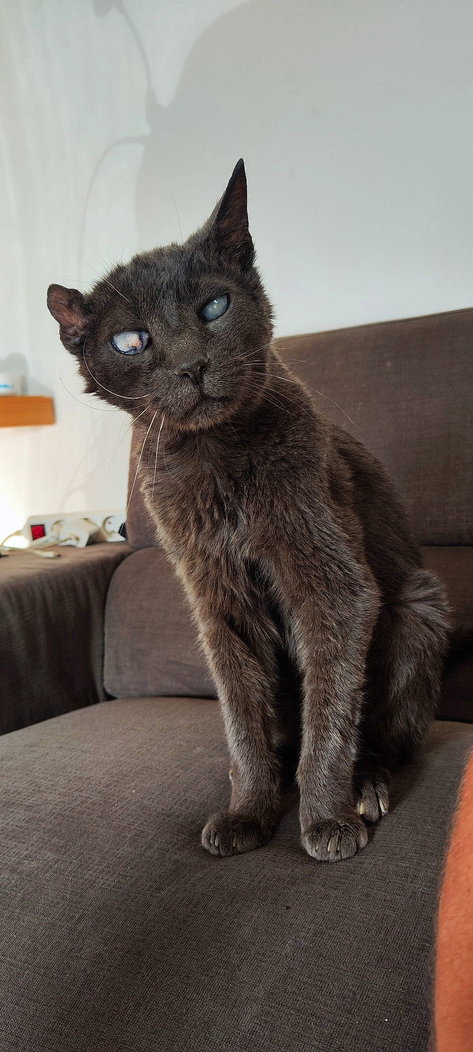 Pépère participe au concours pour gagner de l'argent avec cette photo : carnivore, cat, claw, comfort, domestic_short_haired_cat, felidae, fur, grey, russian_blue, small_to_medium_sized_cats, snout, tail, terrestrial_animal, whiskers