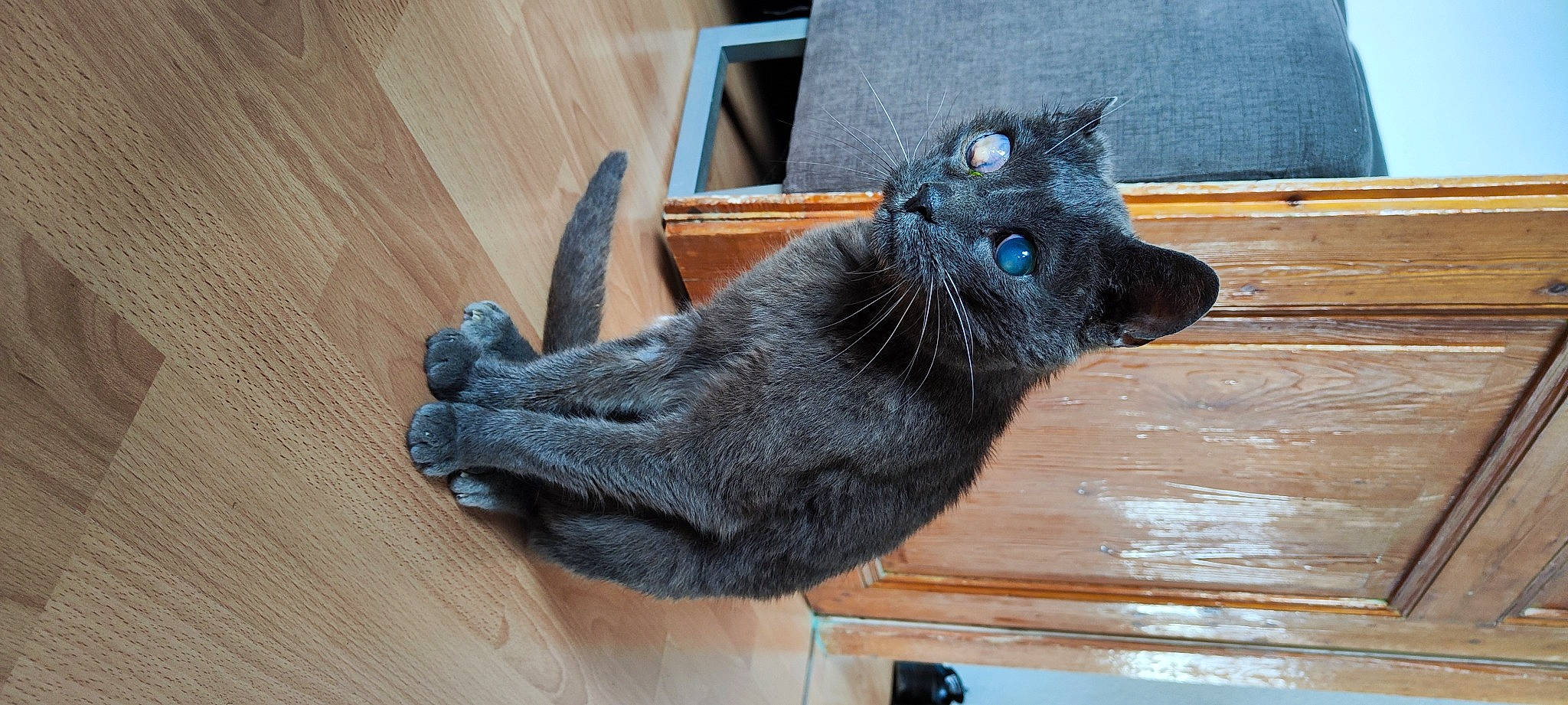 Pépère participe au concours pour gagner de l'argent avec cette photo : black_cat, carnivore, cat, claw, dog_breed, domestic_short_haired_cat, electric_blue, felidae, flooring, foot, fur, grey, hardwood, paw, small_to_medium_sized_cats, snout, sporting_group, tail, whiskers, wood