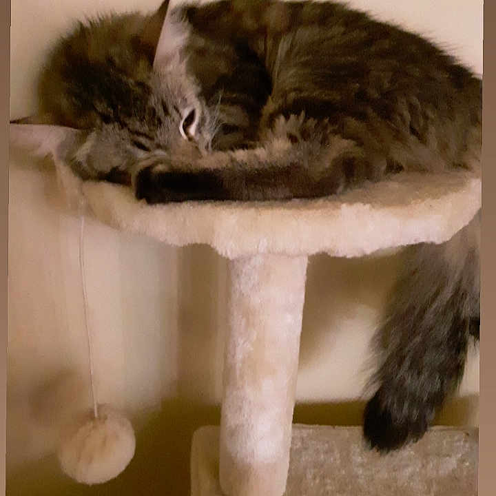 Shelby Lynn joined the competition — help win amazing prizes! carnivore, cat, domestic_short_haired_cat, european_shorthair, felidae, fur, kitten, polydactyl_cat, small_to_medium_sized_cats, tabby_cat, tail, whiskers