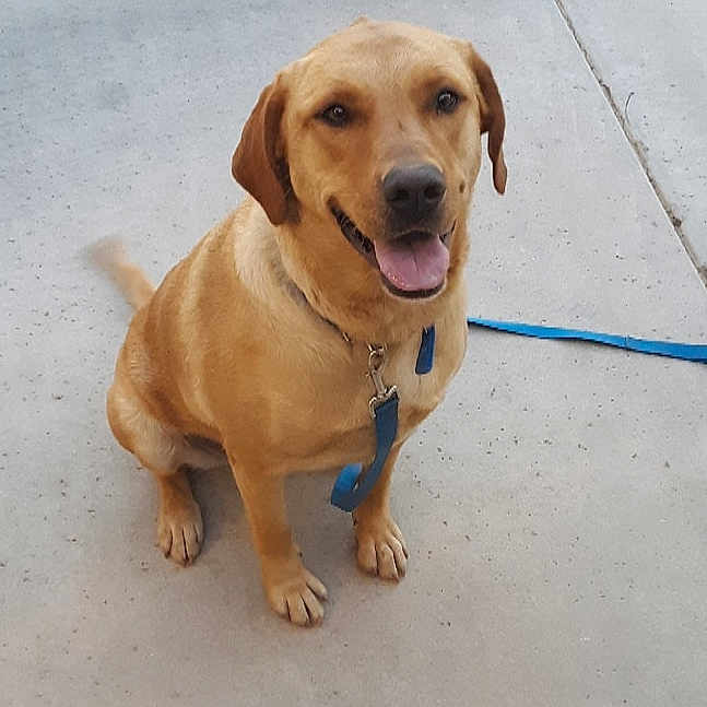 Daphne