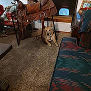 Chanel is registered to the contest to win money with this photo: blanket, carpet, carpeted_floor, collar, couch, decor, dog, furniture, home_interior, indoor, leather_saddle, pet, plush_toys, reflection, relaxing, saddle_stand, table, teddy_bear, window, wood_trim