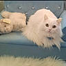 Pillow joined the competition — help win amazing prizes! cat, stuffed_animal, couch, blue_couch, fluffy, white_cat, indoor, pet, furniture, tufted_couch, collar, plush_toy, soft_texture, animal, relaxed, cozy, fur, home, carpet, living_room