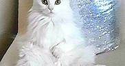 Pillow is registered to the contest to win money with this photo: cat, white_cat, fluffy, green_eyes, chair, pillow, sparkle, indoor, pet, feline, relaxed, cozy, fur, cute, animal, domestic_animal, portrait, sitting, home, comfortable