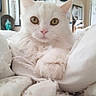 Pillow is registered to the contest to win money with this photo: cat, white_cat, fluffy, pet, animal, indoor, blanket, pillow, cozy, closeup, feline, cute, soft, relaxed, domestic_cat, whiskers, ears, golden_eyes, fur, resting
