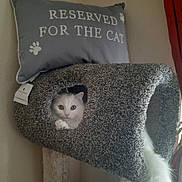 Pillow is registered to the contest to win money with this photo: cat, cat_condo, white_cat, pet, indoor, feline, fur, tail, pillow, text, reserved_for_the_cat, cozy, home, animal, cute, looking, peeking, resting, curious, domestic