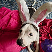 V'Lilo participe au concours pour gagner de l'argent avec cette photo : dog, bunny_ears, costume, pet, bed, blanket, pink, blue, white, black, animal, cute, indoor, playful, fur, ears, looking_up, resting, toy, curious