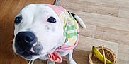 V'Lilo a rejoint le concours — aidez-le/la à gagner de superbes lots ! dog, pet, indoor, floor, wooden_floor, basket, banana, scarf, curious, animal, white_dog, black_spots, close_up, looking_up, paw, domestic_animal, cute, companion, funny, headwear