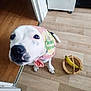 dog, pet, indoor, floor, wooden_floor, basket, banana, scarf, curious, animal, white_dog, black_spots, close_up, looking_up, paw, domestic_animal, cute, companion, funny, headwear