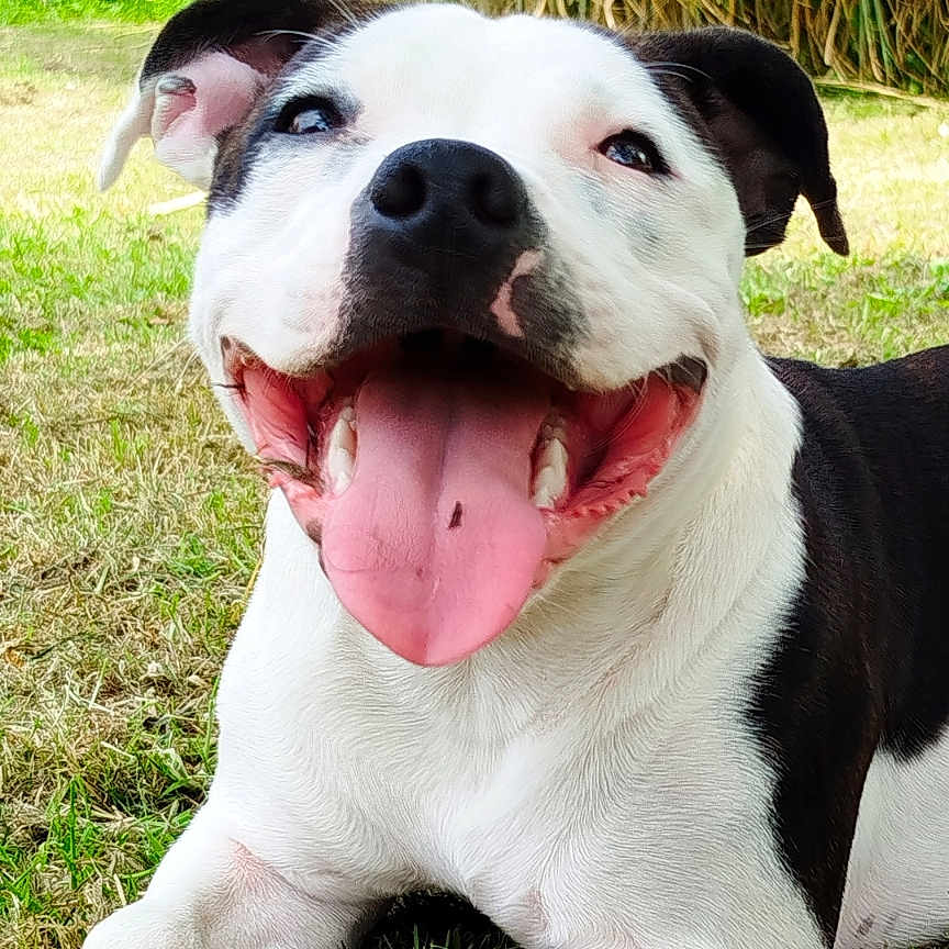 V'Lilo a rejoint le concours — aidez-le/la à gagner de superbes lots ! animal, black_and_white, canine, dog, ears, friendly, fur, grass, happy, mouth, nature, nose, outdoor, paw, pet, playful, relaxed, smiling, summer, tongue_out