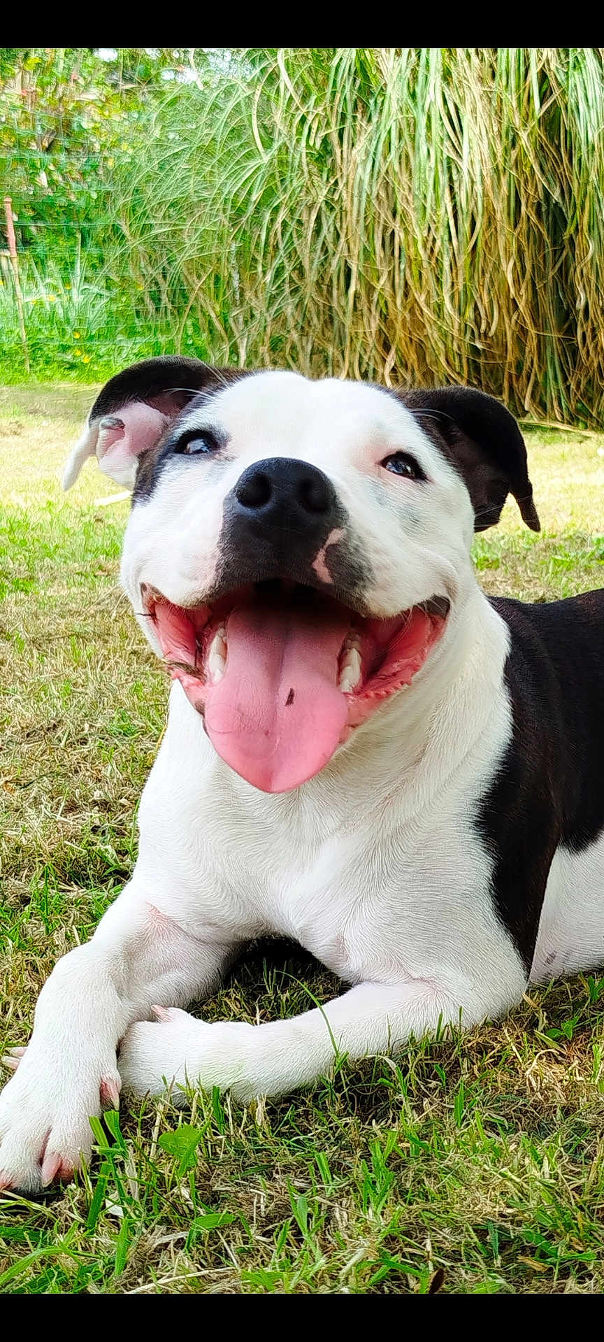 V'Lilo a rejoint le concours — aidez-le/la à gagner de superbes lots ! dog, black_and_white, tongue_out, grass, outdoor, happy, pet, canine, smiling, nature, animal, fur, ears, nose, mouth, paw, relaxed, summer, playful, friendly