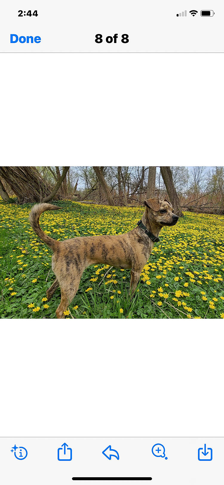 Millie is registered to the contest to win money with this photo: art, carnivore, dog_breed, fawn, flower, grass, grassland, groundcover, landscape, meadow, natural_landscape, pasture, people_in_nature, plant, prairie, rectangle, shrub, terrestrial_animal, terrestrial_plant, tree