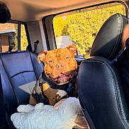 Melo joined the competition — help win amazing prizes! animal, backseat, brown_dog, canine, car_interior, closeup, daylight, dog, domestic_animal, happy_dog, harness, indoor, leather_seat, pet, portrait, seat, smiling_dog, stuffed_animal, sunlight, window