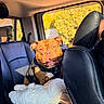 animal, backseat, brown_dog, canine, car_interior, closeup, daylight, dog, domestic_animal, happy_dog, harness, indoor, leather_seat, pet, portrait, seat, smiling_dog, stuffed_animal, sunlight, window