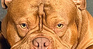 Melo joined the competition — help win amazing prizes! animal, brown_dog, close_up, couch, cushion, dog, ears, expression, eyes, face, furry, head, indoor, muzzle, nose, pet, portrait, relaxed, resting, wrinkles