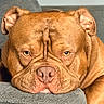 animal, brown_dog, close_up, couch, cushion, dog, ears, expression, eyes, face, furry, head, indoor, muzzle, nose, pet, portrait, relaxed, resting, wrinkles