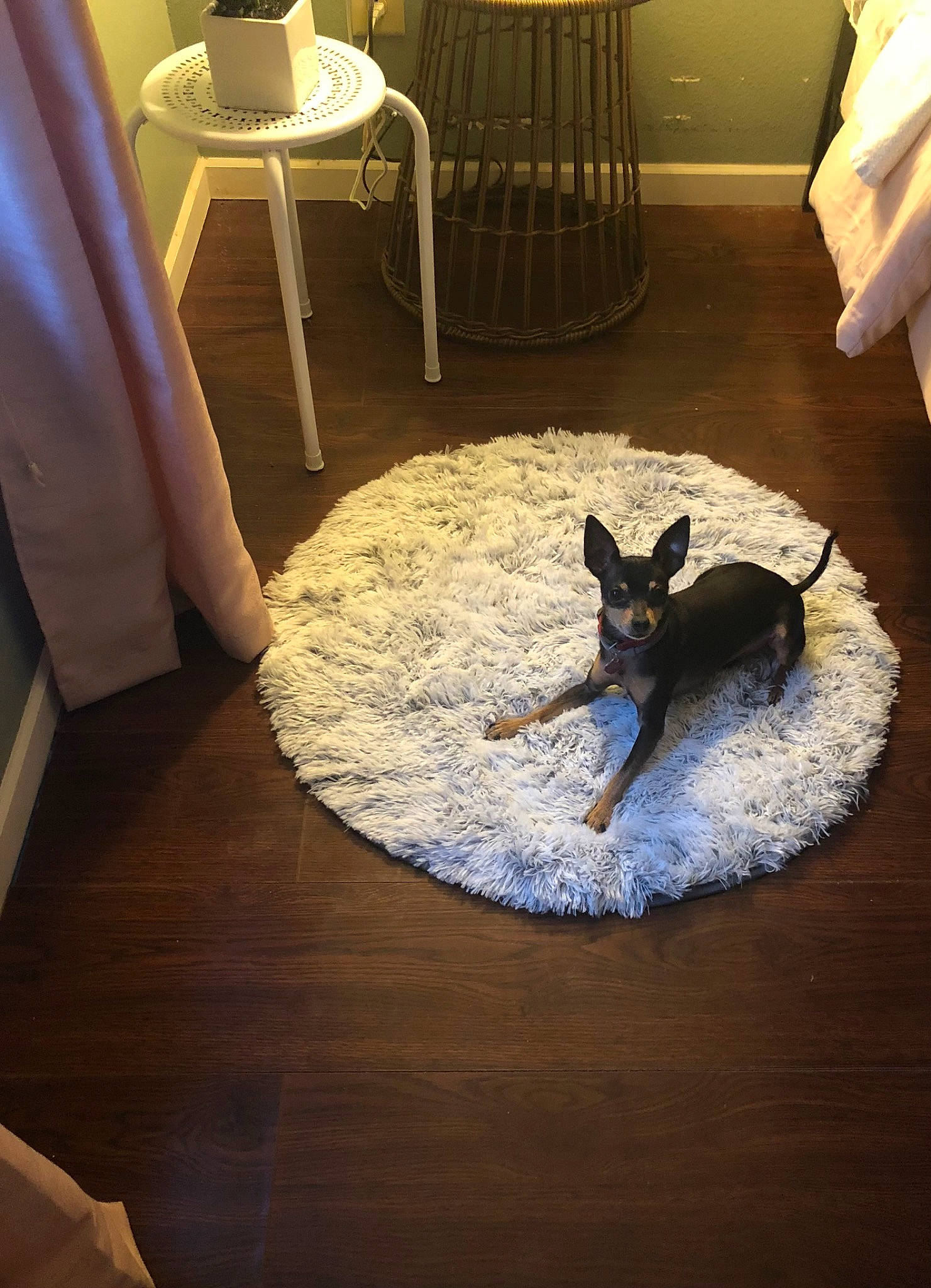 Batman is registered to the contest to win money with this photo: brown, carnivore, chair, comfort, companion_dog, dog, dog_breed, fawn, felidae, floor, flooring, hardwood, interior_design, living_room, room, small_to_medium_sized_cats, tail, tints_and_shades, toy_dog, wood