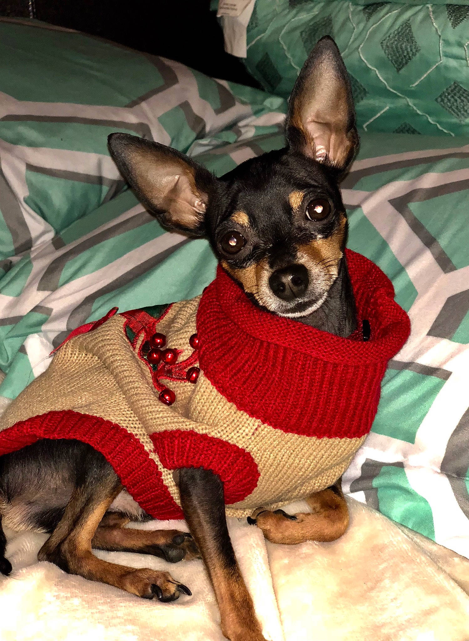 Batman joined the competition — help win amazing prizes! canidae, carnivore, chihuahua, collar, comfort, companion_dog, dog, dog_breed, dog_clothes, dog_supply, fawn, pet_supply, prazsky_krysarik, russkiy_toy, snout, sporting_group, terrestrial_animal, terrestrial_plant, toy_dog, working_animal