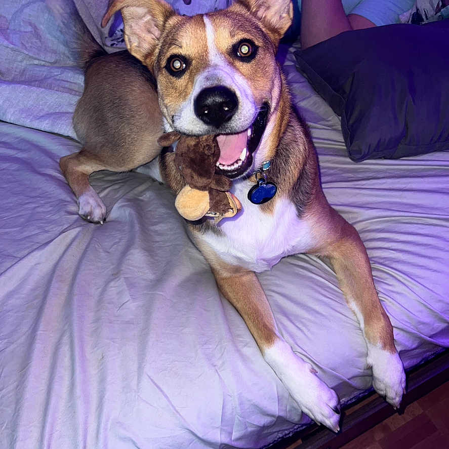 Emmett joined the competition — help win amazing prizes! animal, baby, beagle, bed, bulldog, canine, couch, cushion, dog, furniture, homedecor, hound, husky, indoors, interiordesign, person, pet, pitbull, puppy, purple