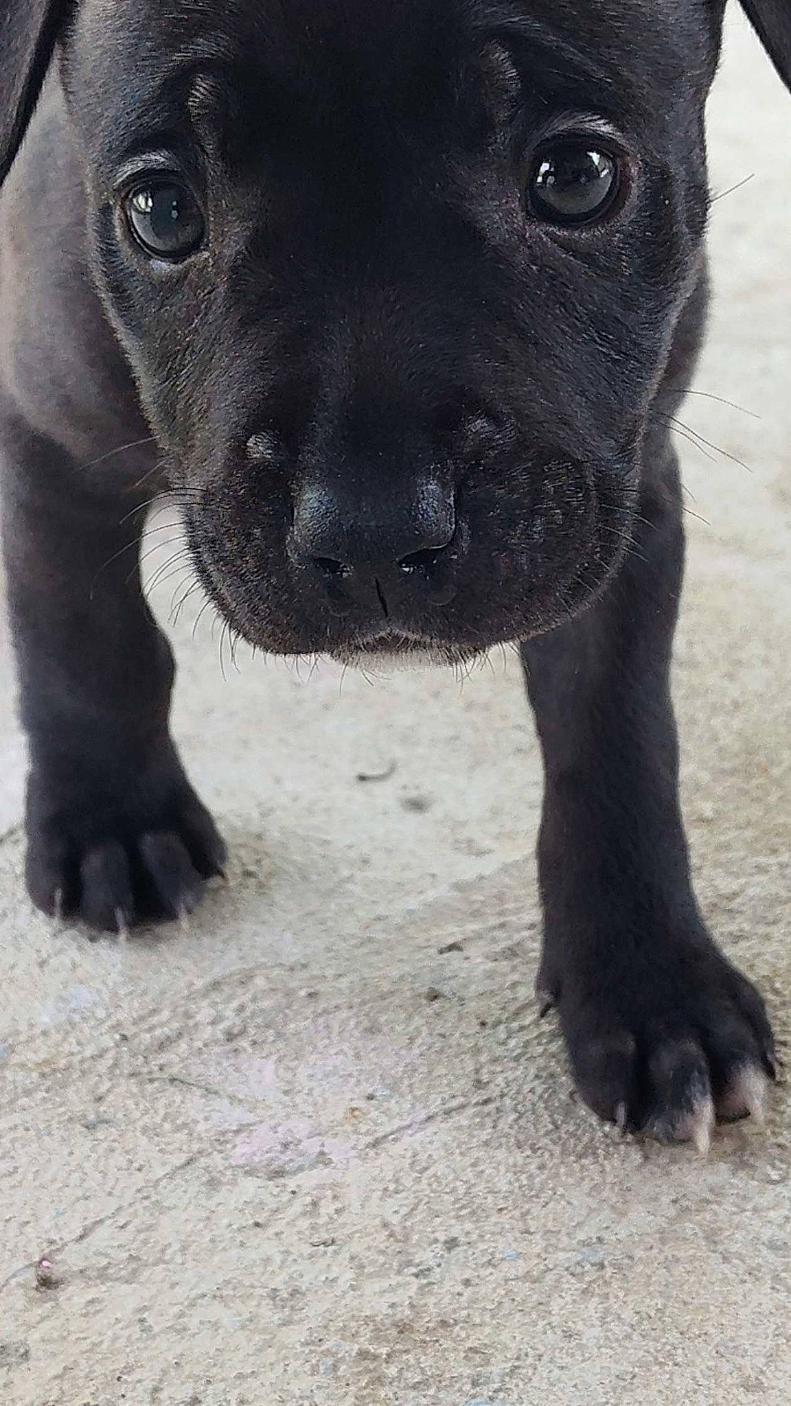 Mila is registered to the contest to win money with this photo: ancient_dog_breeds, balance, borador, carnivore, companion_dog, dog, dog_breed, fawn, fur, guard_dog, molosser, non_sporting_group, snout, sporting_group, terrestrial_animal, whiskers, working_animal, working_dog