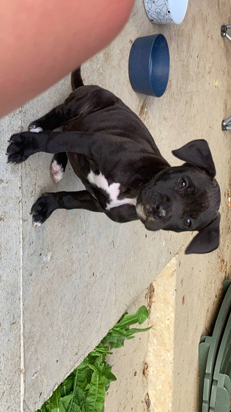 Mila is registered to the contest to win money with this photo: boston_terrier, carnivore, collar, companion_dog, concrete, dog, dog_breed, dog_collar, fawn, non_sporting_group, plant, puppy, tail, terrestrial_animal, window, working_animal