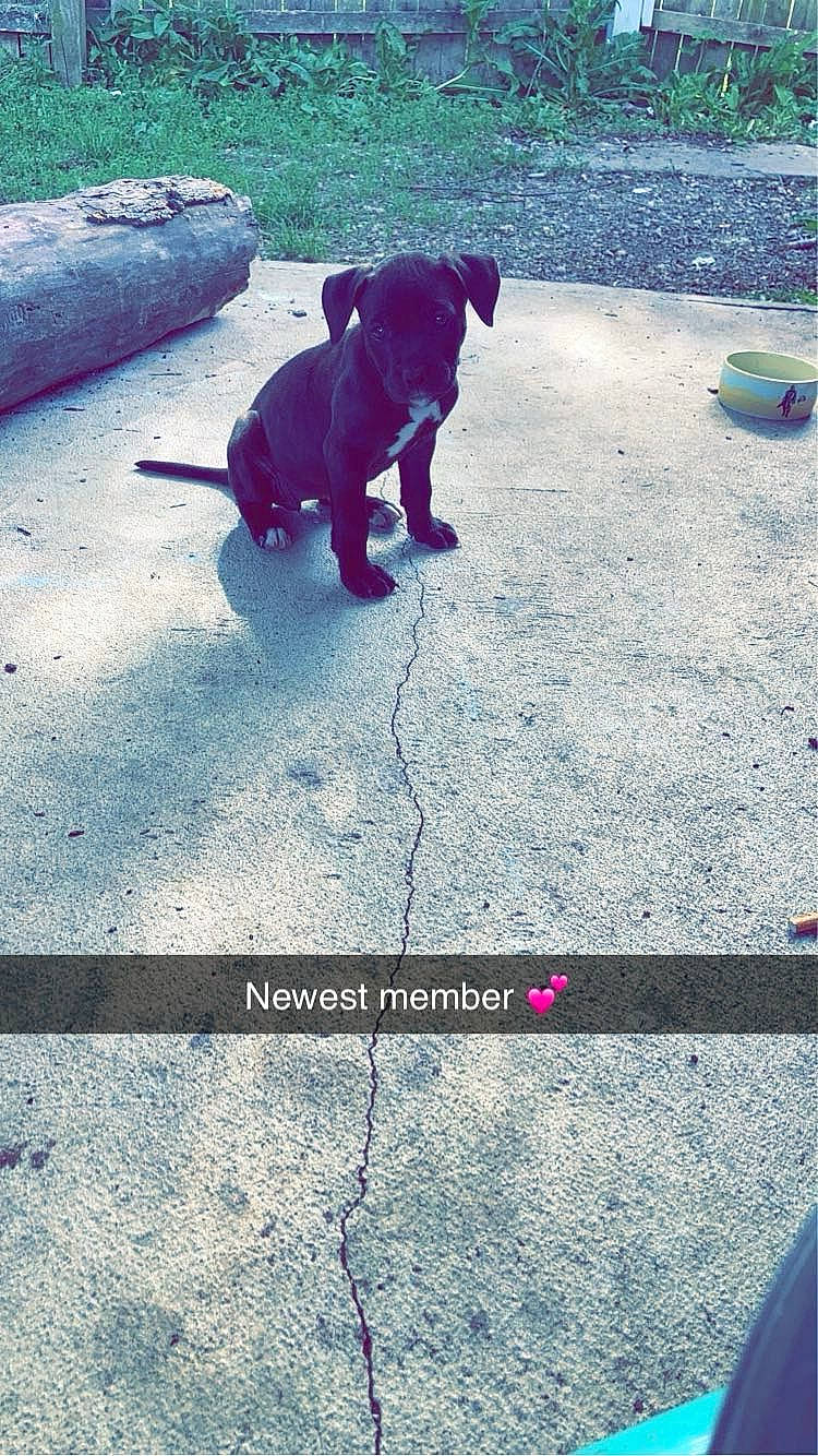 Mila is registered to the contest to win money with this photo: asphalt, blue, carnivore, companion_dog, dog, dog_breed, electric_blue, fawn, flooring, font, grass, line, morning, road_surface, shadow, sidewalk, tail, tints_and_shades, toy_dog, working_animal