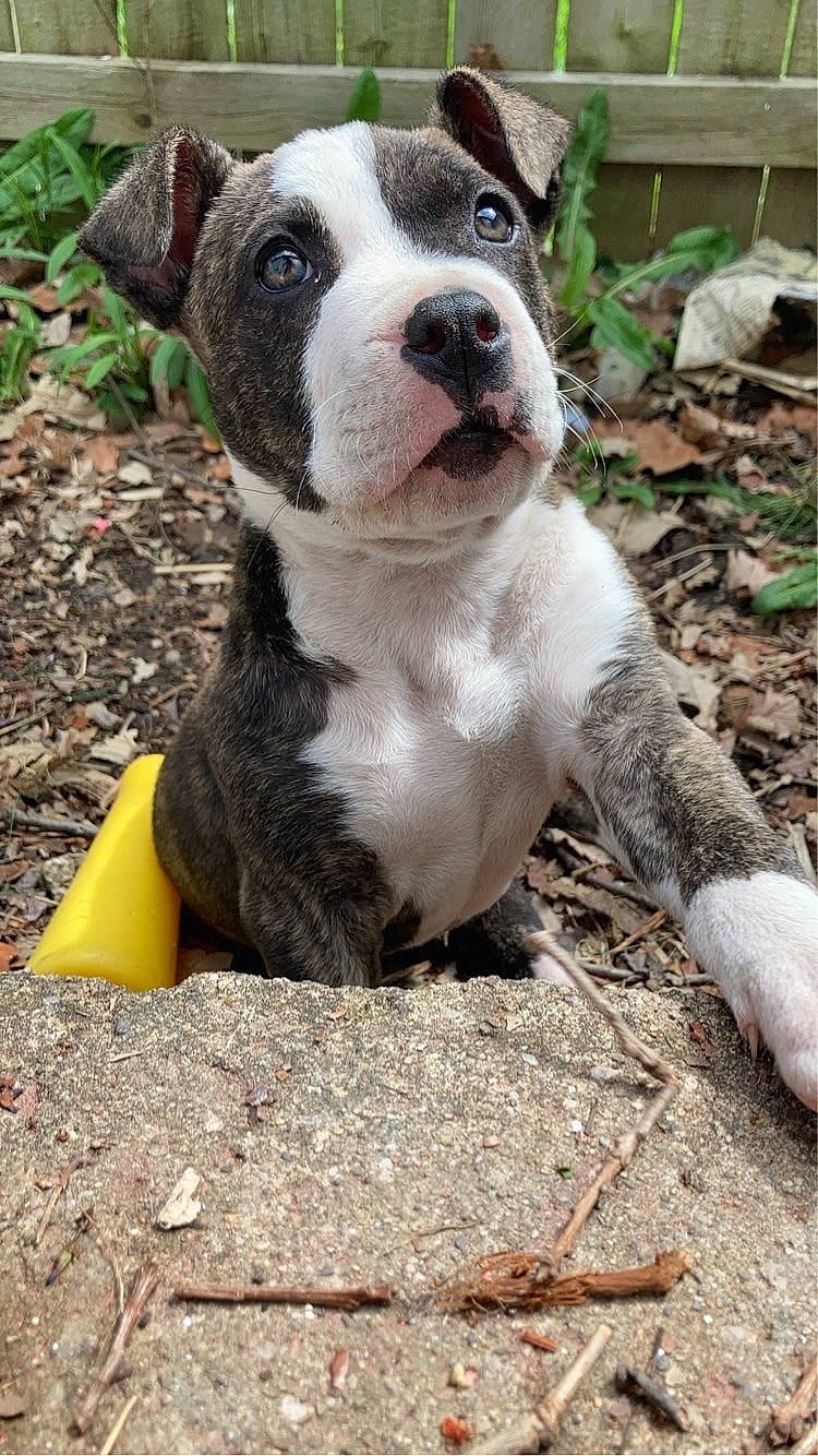 Roscoe joined the competition — help win amazing prizes! ancient_dog_breeds, boston_terrier, canidae, carnivore, collar, companion_dog, dog, dog_breed, dog_collar, fawn, grass, molosser, non_sporting_group, plant, soil, sporting_group, terrestrial_animal, whiskers, working_animal, working_dog