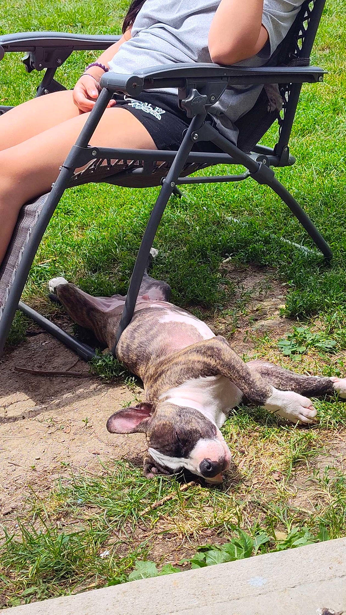 Roscoe is registered to the contest to win money with this photo: bag, chair, fawn, folding_chair, foot, grass, green, human_leg, knee, leash, leisure, luggage_and_bags, recreation, sandal, snout, soil, sporting_group, tail, terrestrial_animal, working_animal