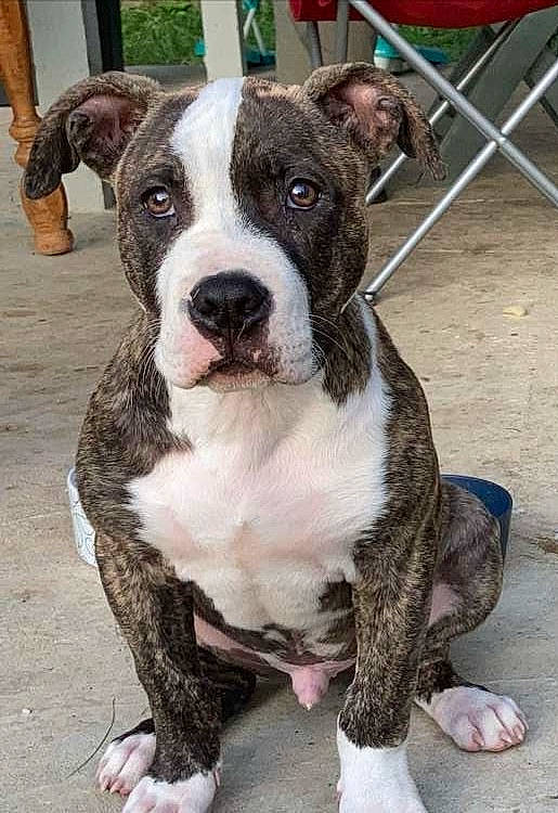 Roscoe joined the competition — help win amazing prizes! canidae, carnivore, collar, companion_dog, dog, dog_breed, dog_collar, fawn, fence, fur, non_sporting_group, snout, sporting_group, whiskers, working_animal, working_dog