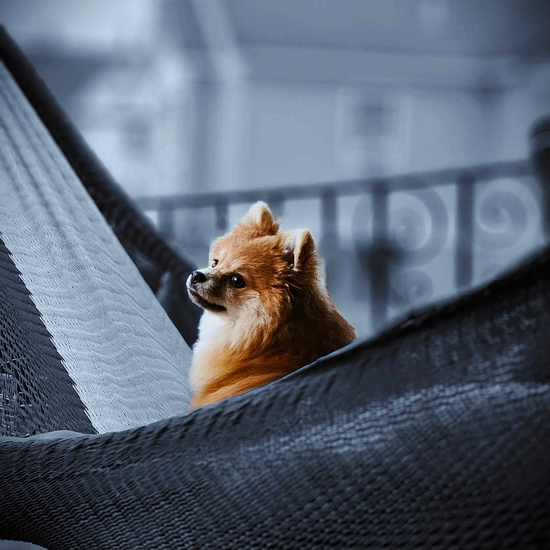 Papi joined the competition — help win amazing prizes! animal, brown, companion, cozy, curious, cute, dog, domestic_animal, fence, fluffy, hammock, looking_back, outdoor, pet, pomeranian, portrait, relaxing, resting, small_dog, woven_texture