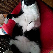 CHANCE a rejoint le concours — aidez-le/la à gagner de superbes lots !