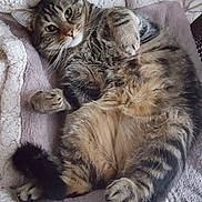 Pilou participe au concours pour gagner de l'argent avec cette photo : american_curl, american_shorthair, asian, australian_mist, british_semi_longhair, carnivore, cat, domestic_short_haired_cat, dragon_li, egyptian_mau, european_shorthair, felidae, kitten, mammal, norwegian_forest_cat, pixie_bob, small_to_medium_sized_cats, tabby_cat, vertebrate, whiskers