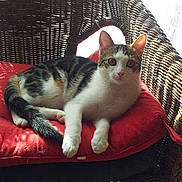 Choupy a rejoint le concours — aidez-le/la à gagner de superbes lots !