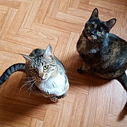 Cassis Anela participe au concours pour gagner de l'argent avec cette photo : asian, carnivore, cat, claw, domestic_short_haired_cat, european_shorthair, felidae, german_rex, kitten, mammal, paw, small_to_medium_sized_cats, tail, whiskers