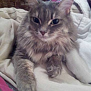 Cooky participe au concours pour gagner de l'argent avec cette photo :