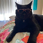 Booboo joined the competition — help win amazing prizes! cat, black_cat, sunglasses, bed, floral_bedspread, indoor, pet, animal, feline, relaxed, cool, window, curtains, domestic_cat, whiskers, cute, resting, household, sunlight, portrait