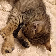 Aska participe au concours pour gagner de l'argent avec cette photo : kitten, tabby, sleeping, cat, feline, paw, fur, striped, cute, pet, animal, cozy, blanket, resting, soft, domestic_cat, young, whiskers, close_up, indoor