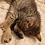 kitten, tabby, sleeping, cat, feline, paw, fur, striped, cute, pet, animal, cozy, blanket, resting, soft, domestic_cat, young, whiskers, close_up, indoor