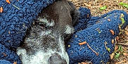 Tobi is registered to the contest to win money with this photo: animal, black_dog, blanket, blue_blanket, closeup, cozy, dog, forest_floor, fur, leaves, nap, nature, outdoor, peaceful, pet, resting, sleeping, snuggled, twigs, white_fur