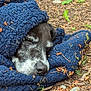 animal, black_dog, blanket, blue_blanket, closeup, cozy, dog, forest_floor, fur, leaves, nap, nature, outdoor, peaceful, pet, resting, sleeping, snuggled, twigs, white_fur