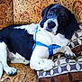 Tobi is registered to the contest to win money with this photo: animal, black_and_white, blue_harness, canine, companion, couch, dog, domestic, ears, eyes, fur, household, indoor, patterned_fabric, paw, pet, pillow, relaxed, resting, snout