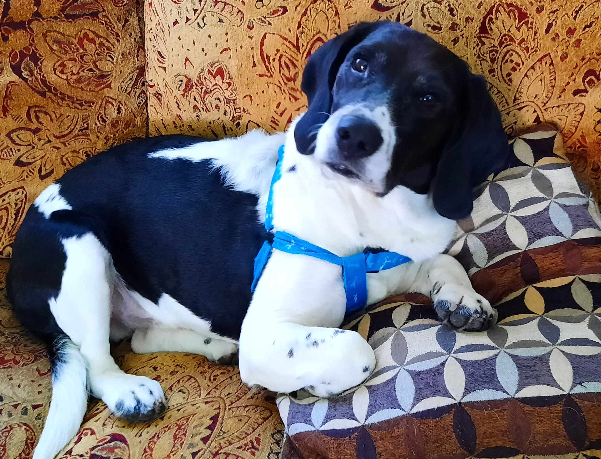 Tobi