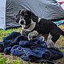 Tobi joined the competition — help win amazing prizes! animal, black_and_white, blanket, camping, curious, daylight, dog, ears, exploring, fur, grass, ground, harness, leash, nature, outdoor, paw, pet, snout, tent