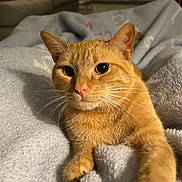 Jojo is registered to the contest to win money with this photo: cat, orange_tabby, pet, animal, whiskers, indoor, blanket, cozy, fur, cute, relaxed, close_up, face, paw, soft_texture, domestic_cat, sleepy, resting, warm_lighting, curious